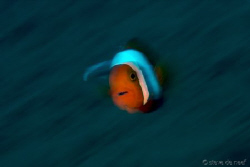 flying Nemo by Steve De Neef 